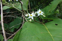 Solanum torvum